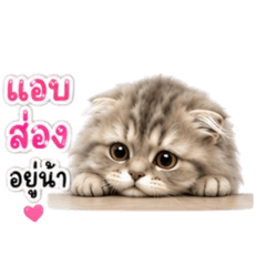 Meoww !!