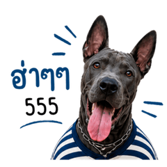 BRUNO DOG 1