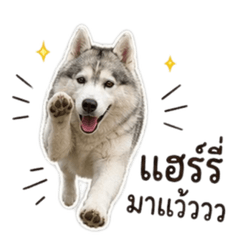 Harry Siberian