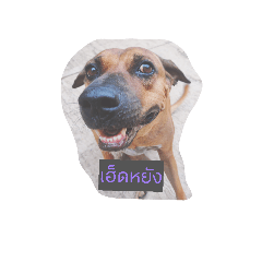 PAW_20260516000855