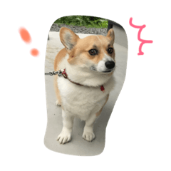 bo_2sai