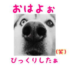 Sticker Of Husky dog ver2.00