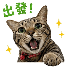 醬醬的日常生活