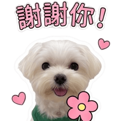可愛瑪爾濟斯小樂樂