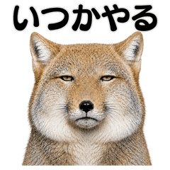A state of nothingness. Tibetan sand fox