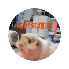 爽爽鼠生 屎尿多