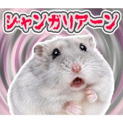 【怪異】奇妙なジャンガリアンハムスター