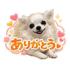 Anri the Chihuahua Daily Stickers
