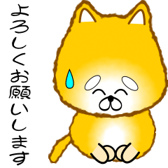 nobobi A polite golden Shiba Inu