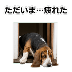 Basset Hound真心話