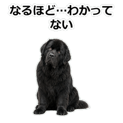 Newfoundland真心話