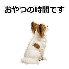 Papillon真心話