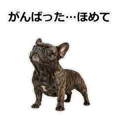 French Bulldog真心話