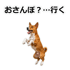 Basenji真心話 1ST