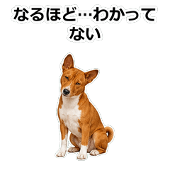Basenji真心話