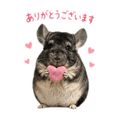 chinchilla TSUNA