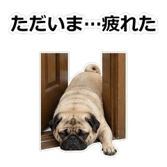 巴哥犬真心 1A