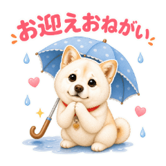 White Shiba Inu's Fluffy Rainy Season