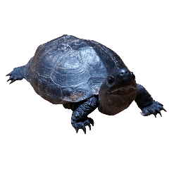 My turtle's name is Takechiyo.