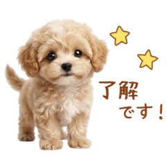 Fluffy Dog.6 maltipoo
