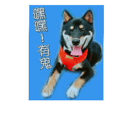 Shiba Arno