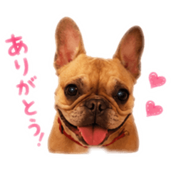 French bulldog otome no ukiuki stamp