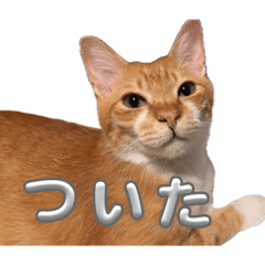 kotaro_20260617002605