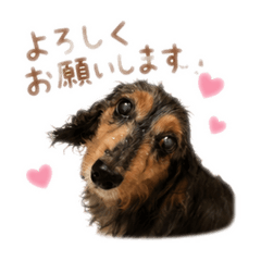 TOTO_20260617020918