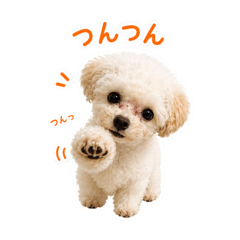 chama_20260617014748