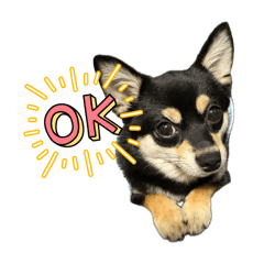 Shibainu Chihuahua Hacchi