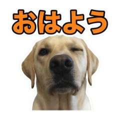 sango_20260617063435