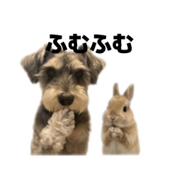 REN-miniatureschnauzer_20260617112951