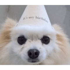 inu_20260617122314