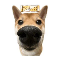 moai_ajitama_20260617135103