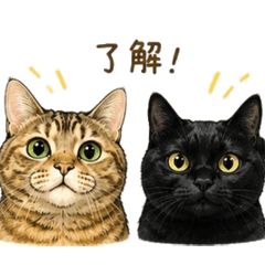 aloha_20260617171156