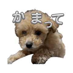 shinya_20260617172310