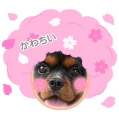 inu_to._20260617172342