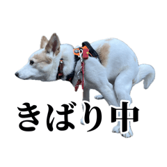 hamama.t_20260617173730