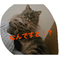 imaifamily_20260617175131