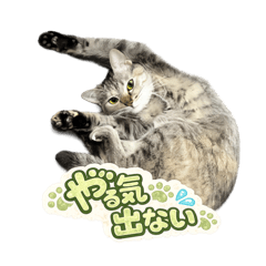 HARUKANASASUKE_20260617180121