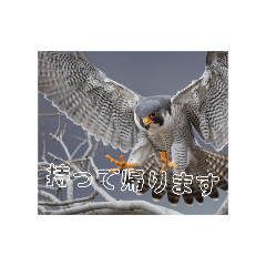 yuzupon_20260617181132