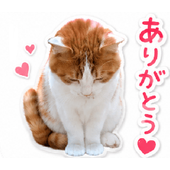 Omamichin_20260617181316