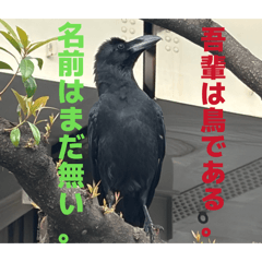 Marunisidayo_20260617181658