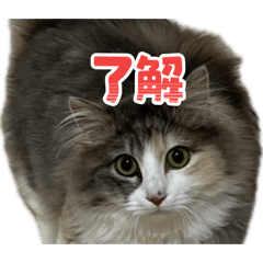 Myau_20260617182102
