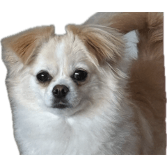 kuni-kuni_20260617181831