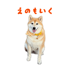 Sun Sun Hotate