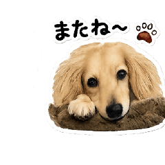 coco_20260617184156