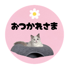 miyamo_20260617184622