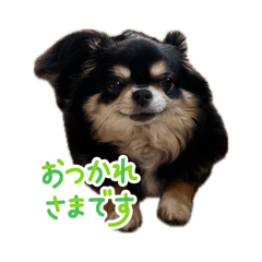 ringojapan_20260617190344
