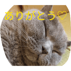 tamazo_20260617200141